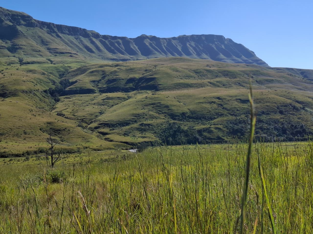 The Drakensberg escarpment rising above the Kamberg Valley grasslands